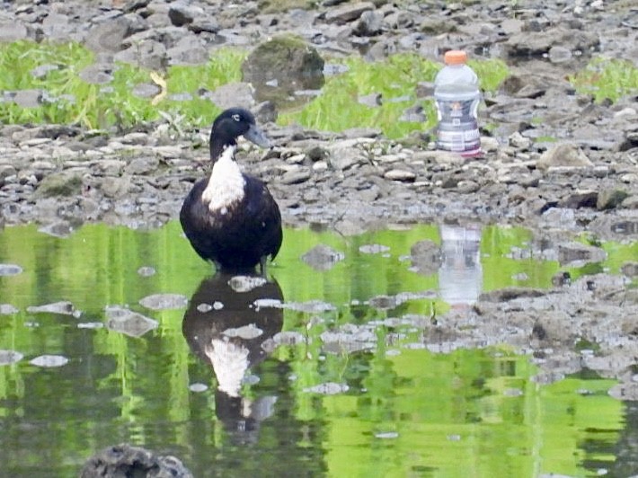 Canard colvert (forme domestique) - ML620529783