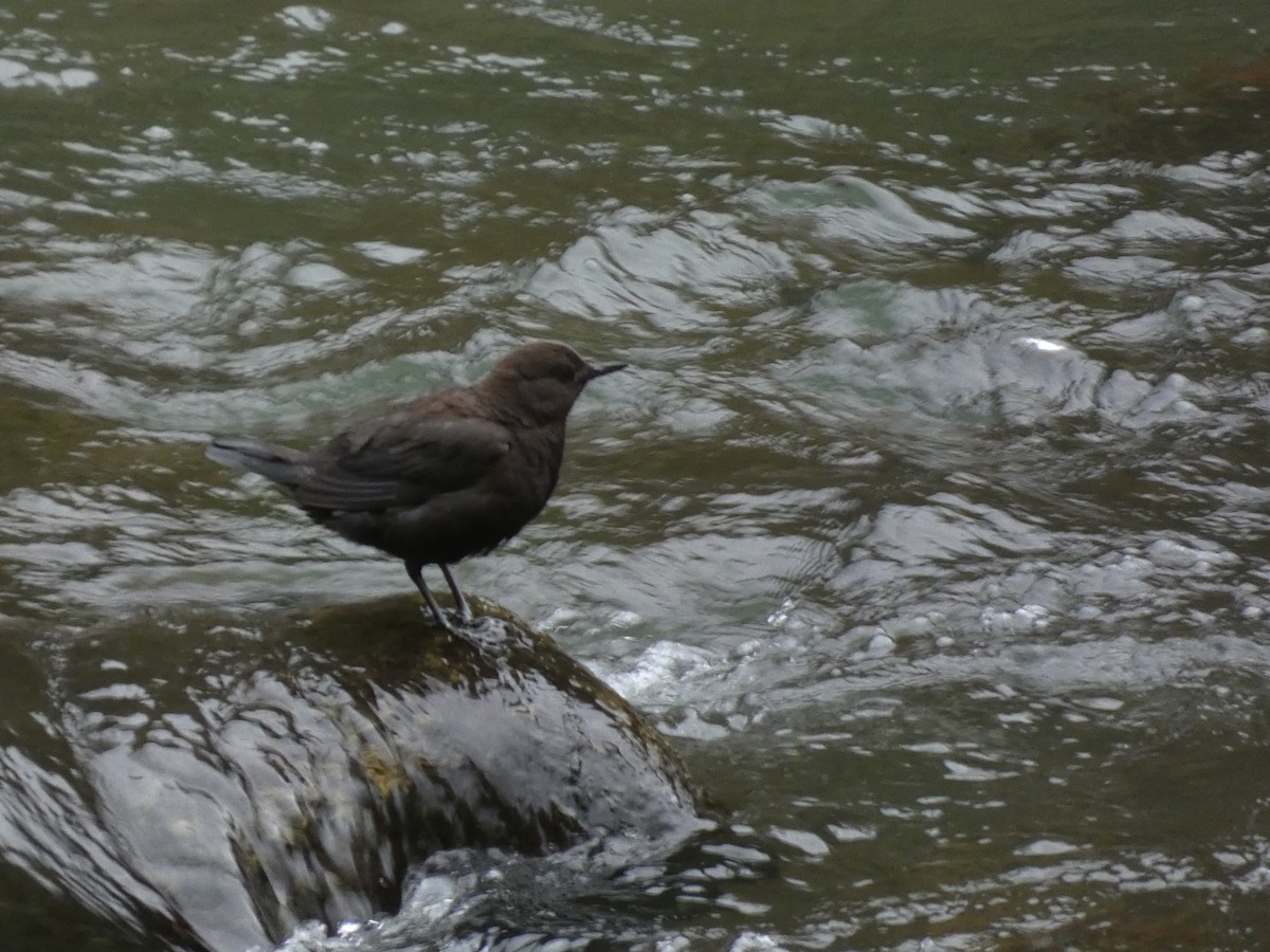 Brown Dipper - ML620529786