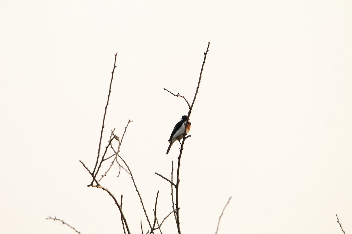 African Stonechat - ML620529789