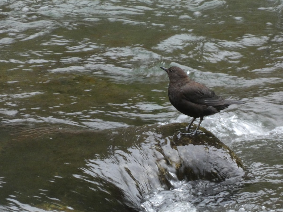 Brown Dipper - ML620529790