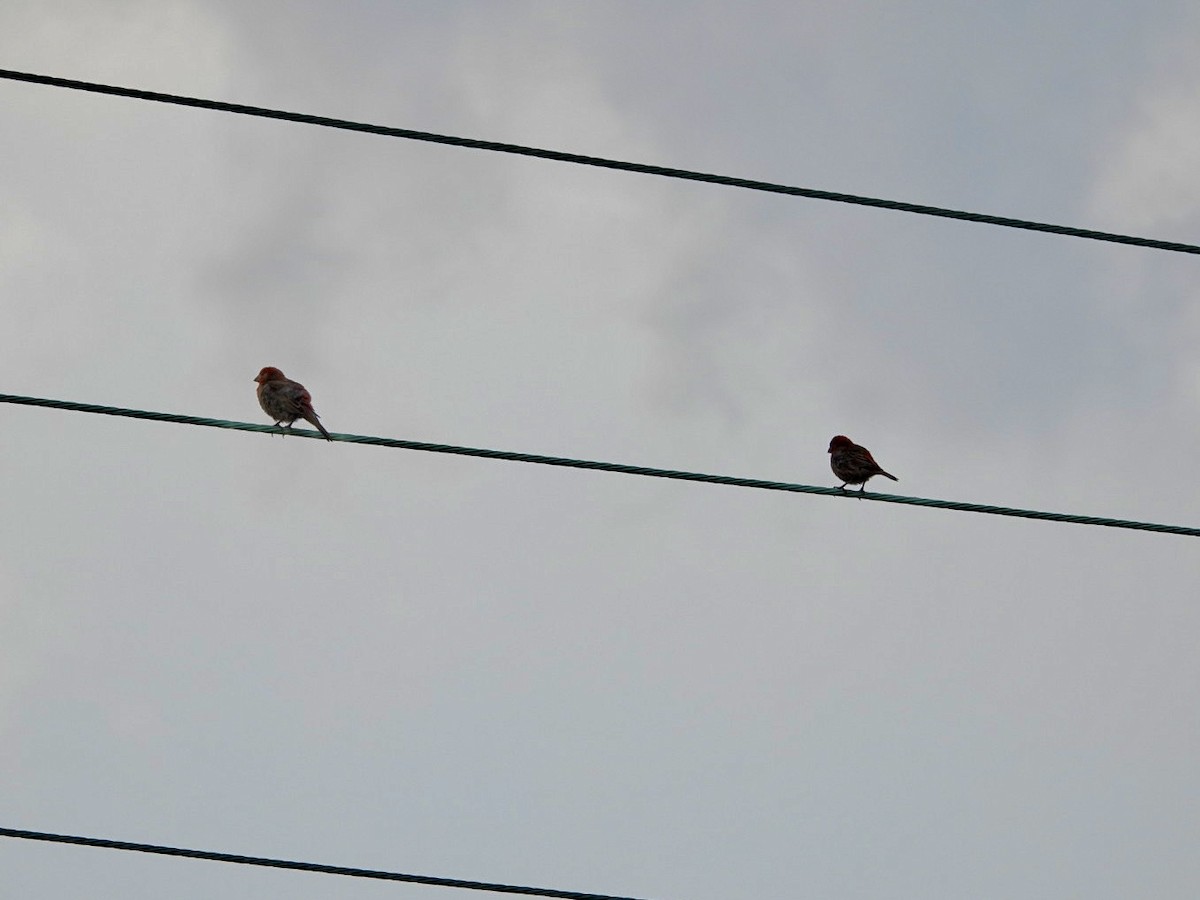 House Finch - ML620529797