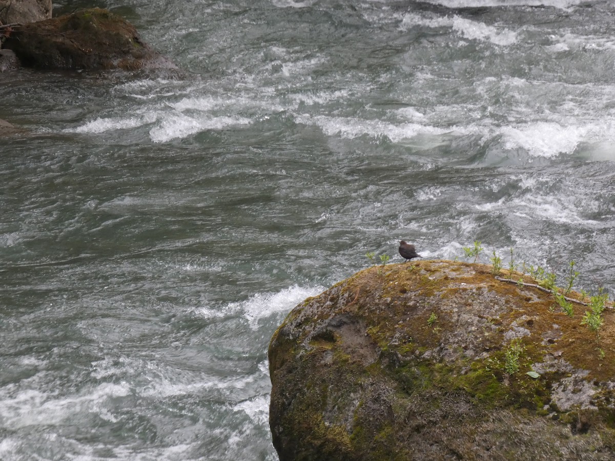 Brown Dipper - ML620529799