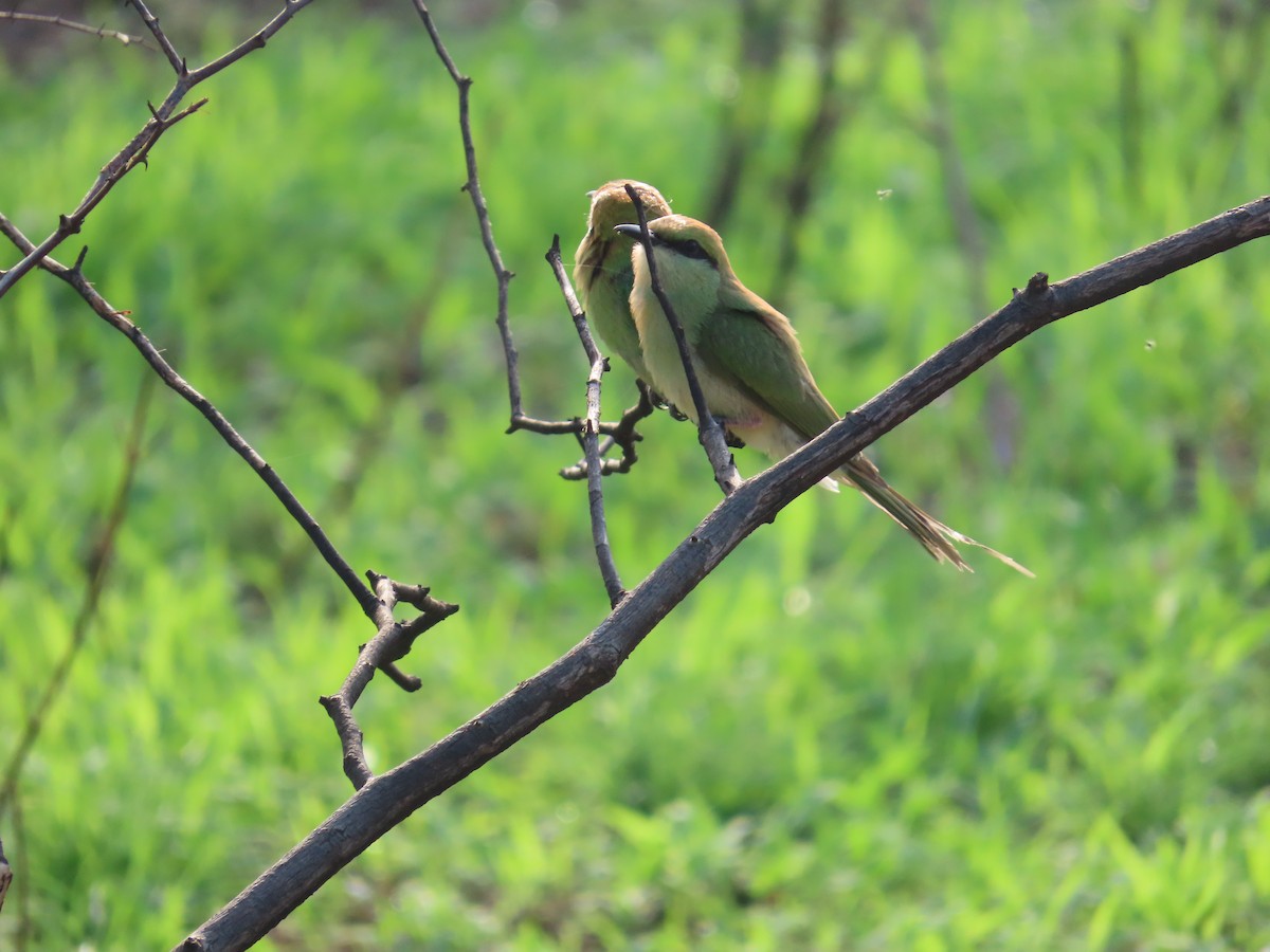 Asian Green Bee-eater - ML620529803