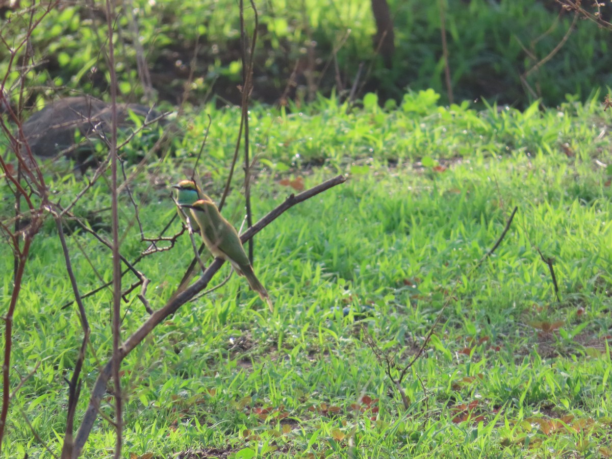 Asian Green Bee-eater - ML620529804