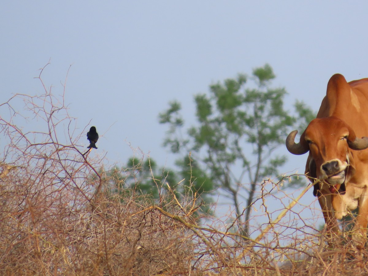 drongo černý - ML620529808