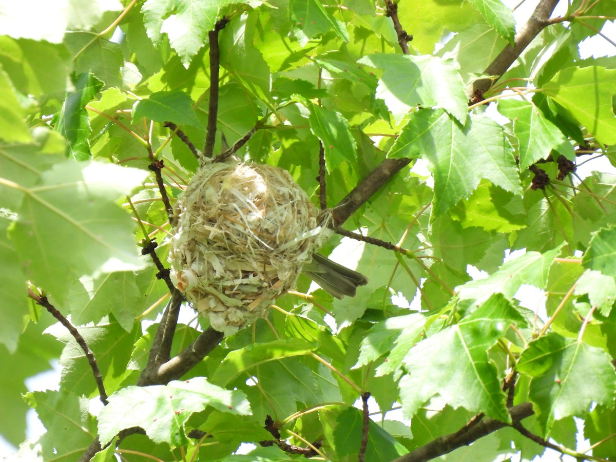 Red-eyed Vireo - ML620529811