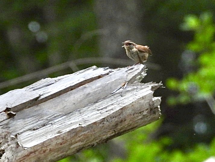 Carolina Wren - ML620529812