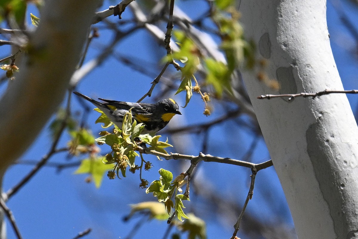 Yellow-rumped Warbler - ML620529818