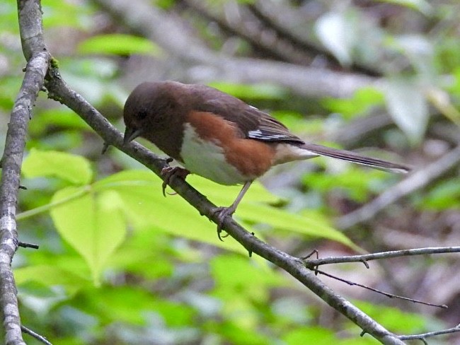 Eastern Towhee - ML620529822