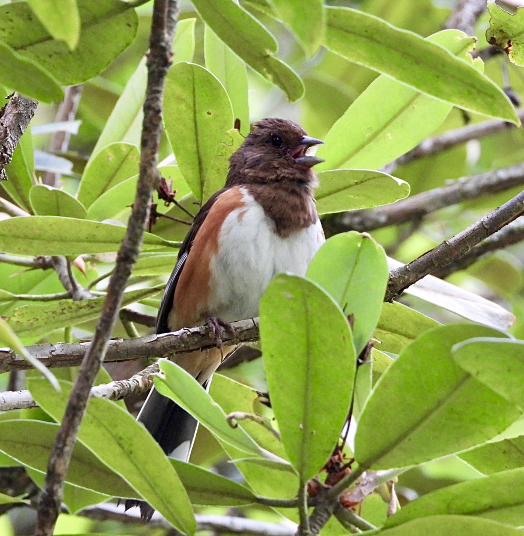 Eastern Towhee - ML620529823