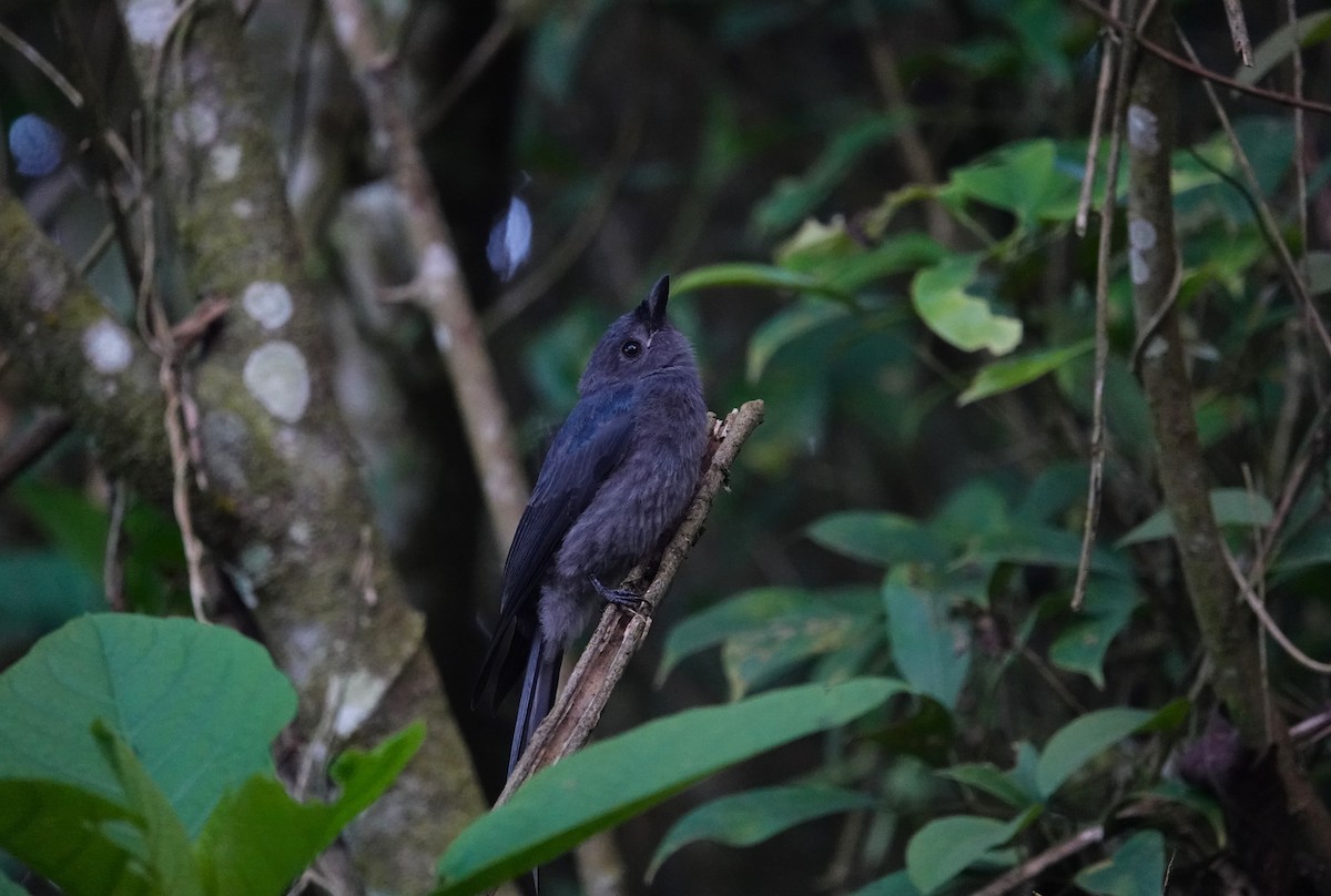 Drongo cendré (stigmatops) - ML620529827