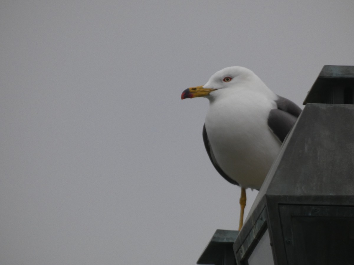 Black-tailed Gull - ML620529833