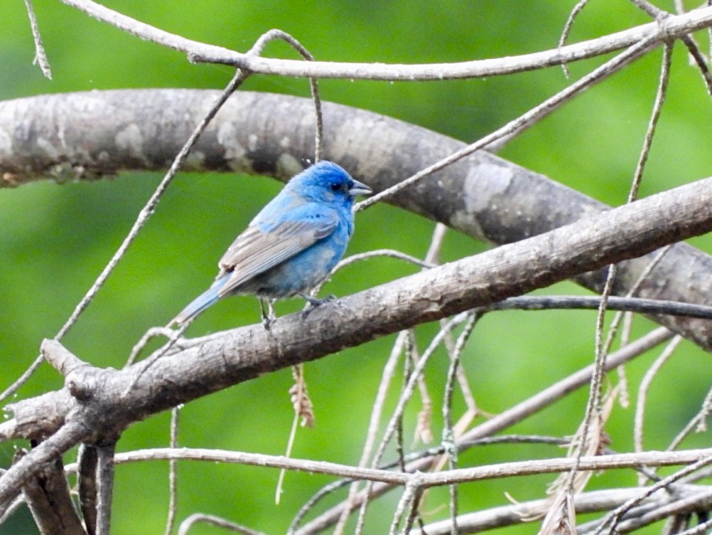 Indigo Bunting - ML620529836