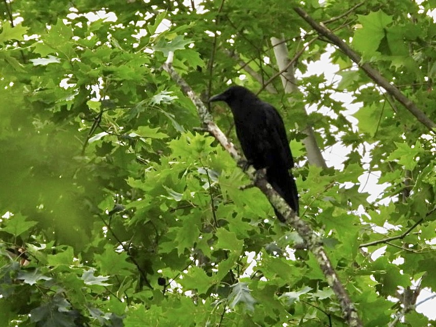 American Crow - ML620529844