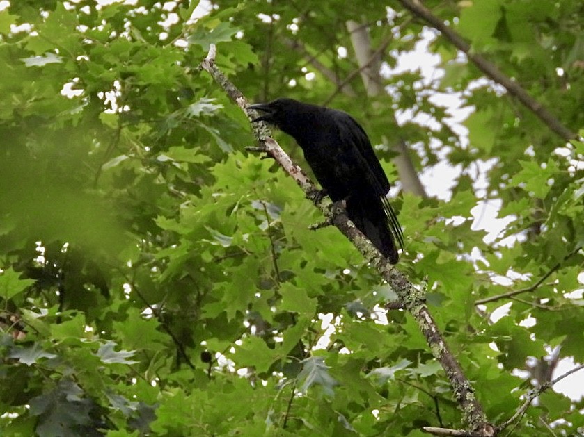 American Crow - ML620529845