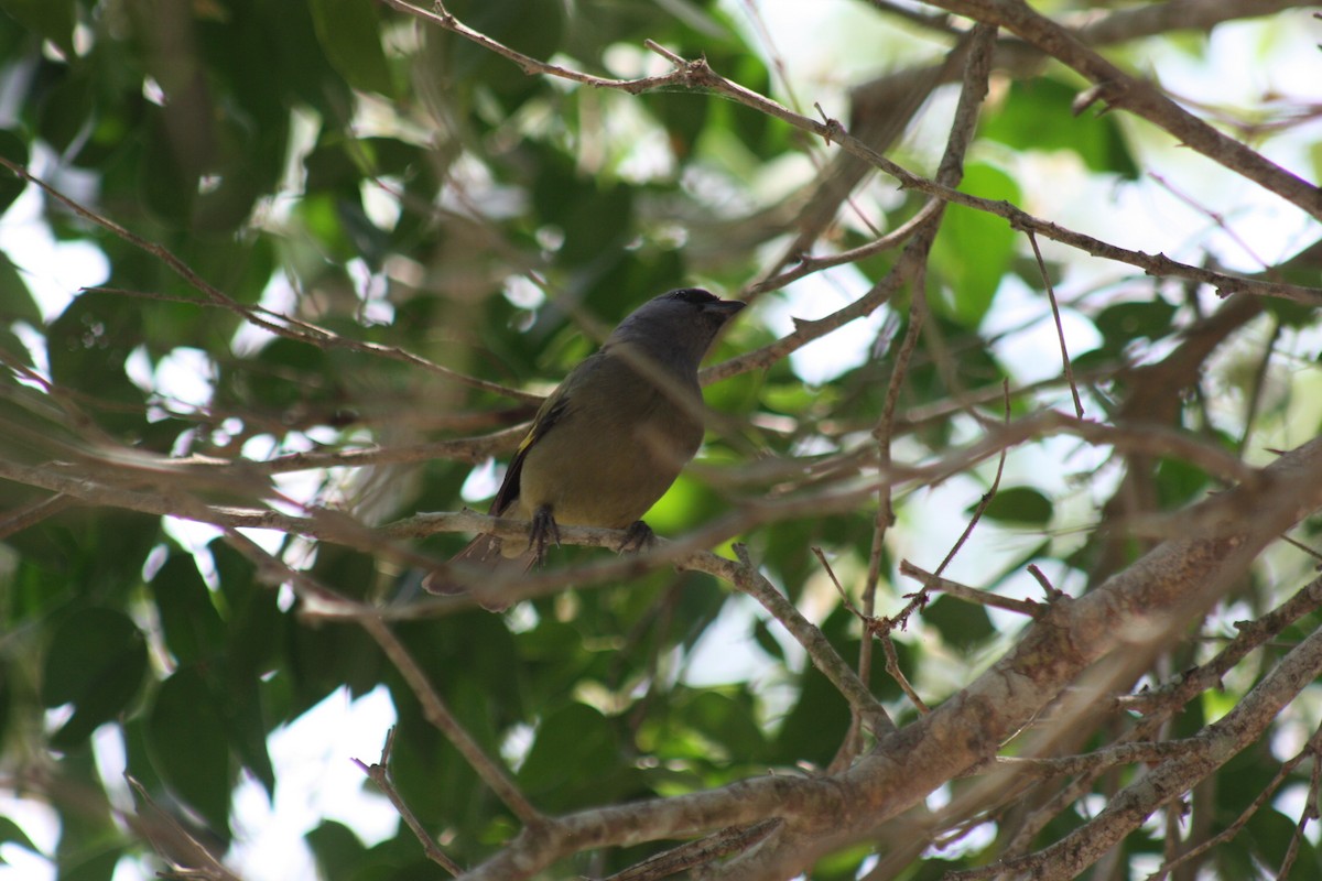 Blue-gray Tanager - ML620529852