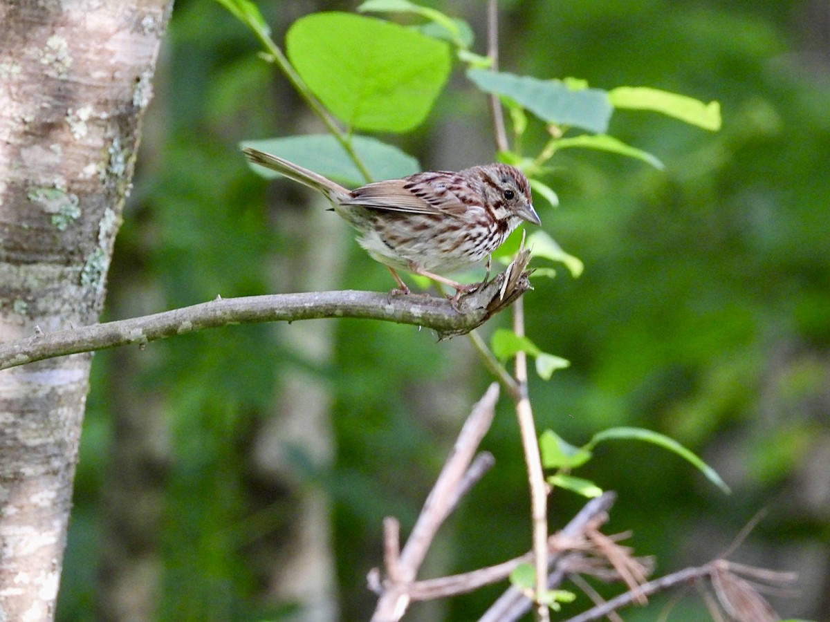 Song Sparrow - ML620529854