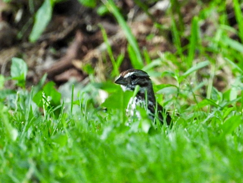 Song Sparrow - ML620529855