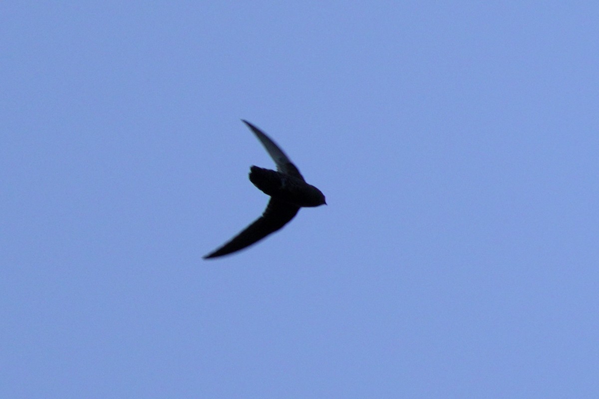 Black Swift - ML620529861