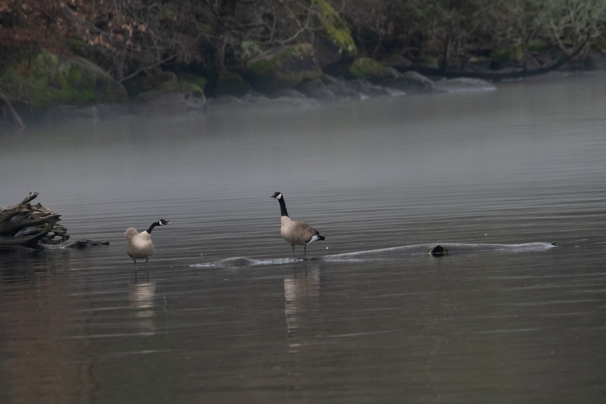 Canada Goose - ML620529868