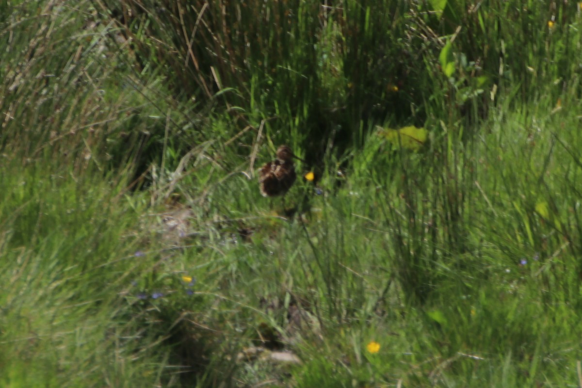 Common Snipe - ML620529874