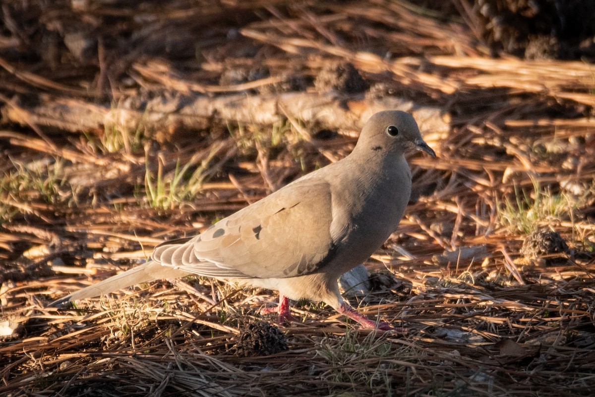 Mourning Dove - ML620529875