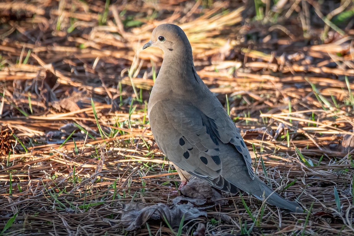 Mourning Dove - ML620529876