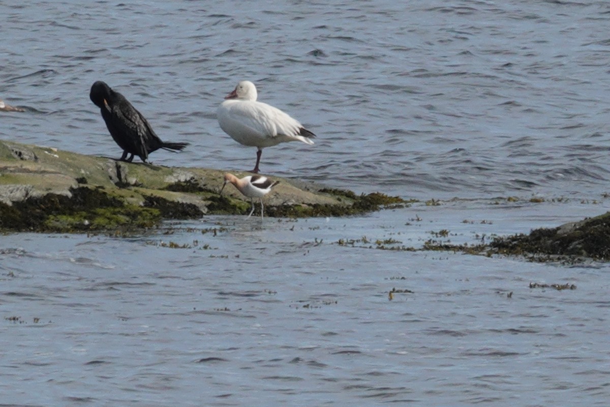 Snow Goose - ML620529878