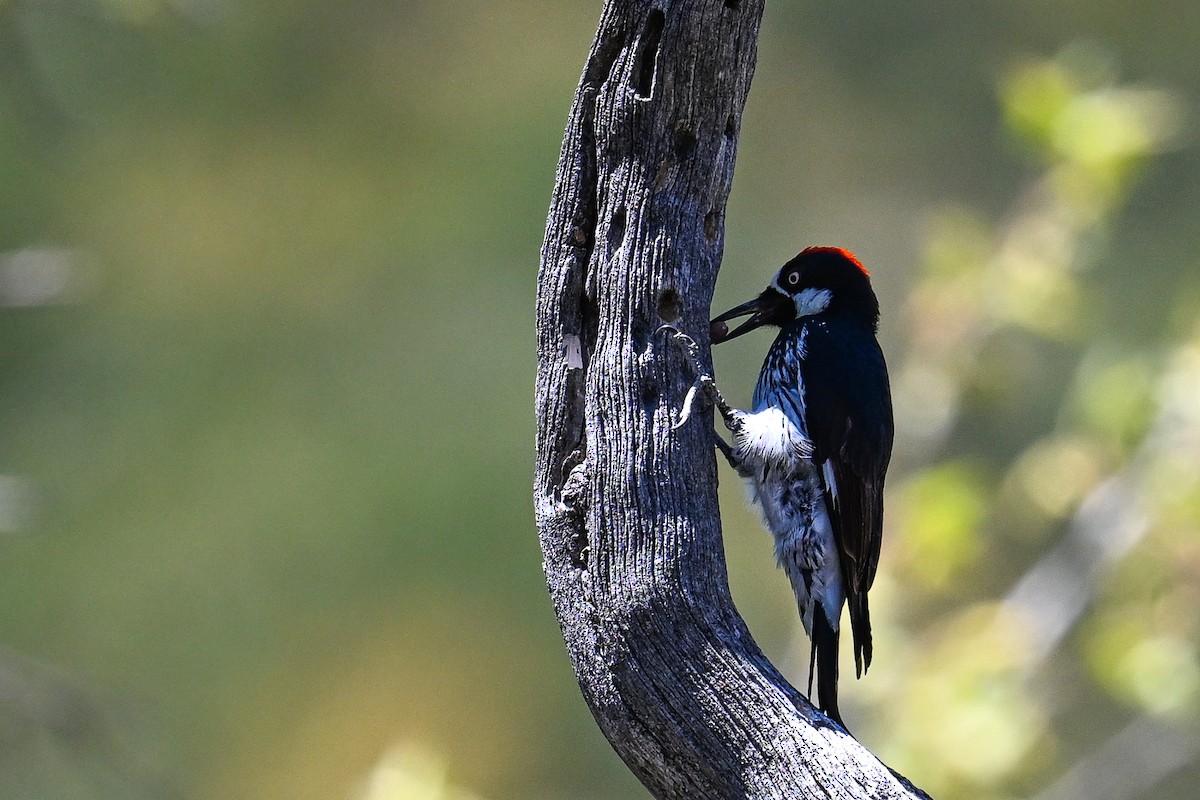 Acorn Woodpecker - ML620529879