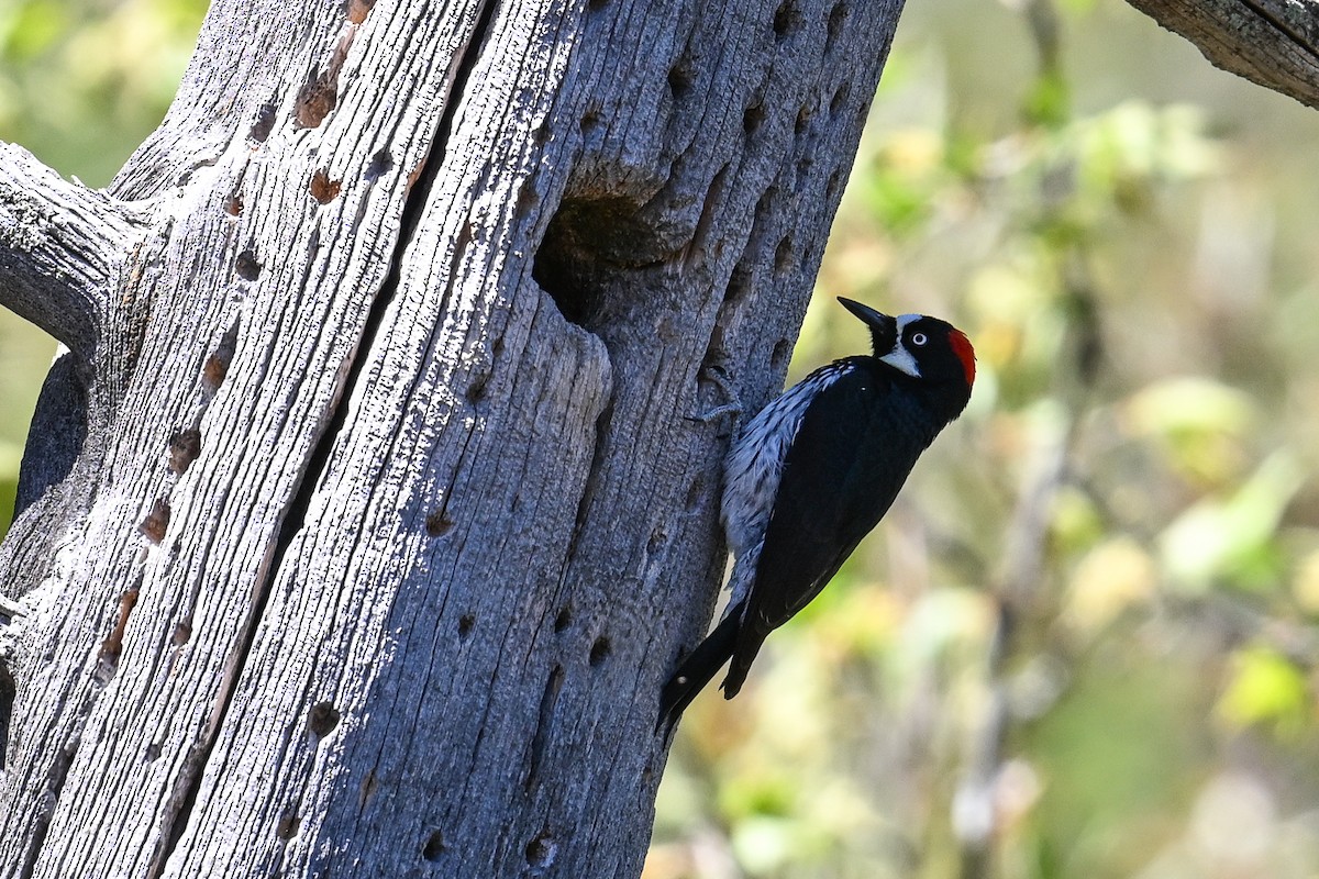 Acorn Woodpecker - Maryse Neukomm