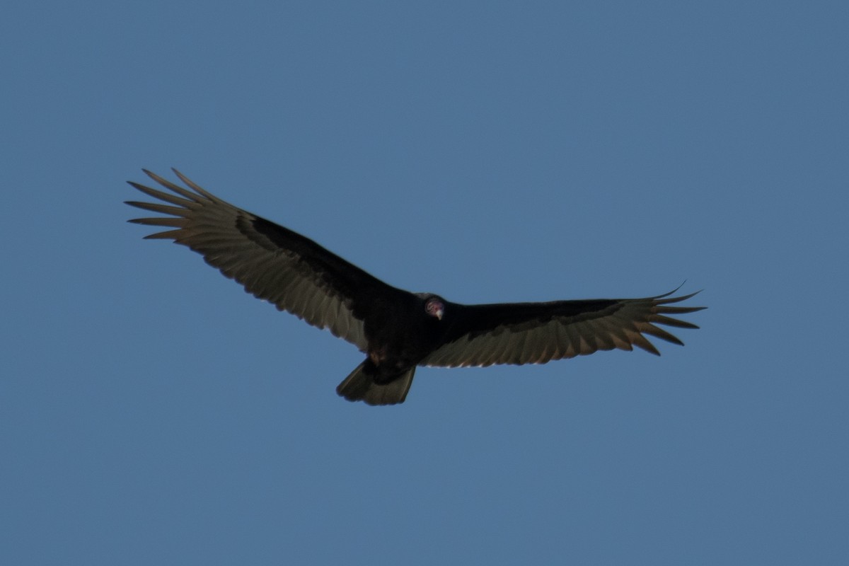 Turkey Vulture - ML620529890