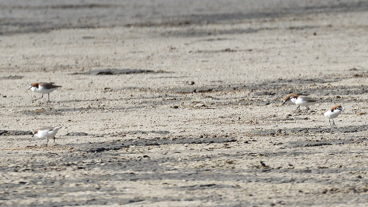 Red-capped Plover - ML620529893