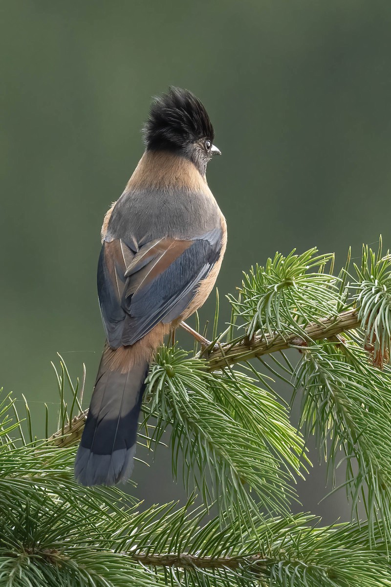 Rufous Sibia - ML620529894