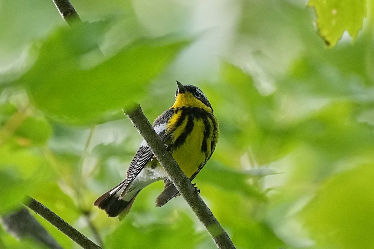 Magnolia Warbler - ML620529897