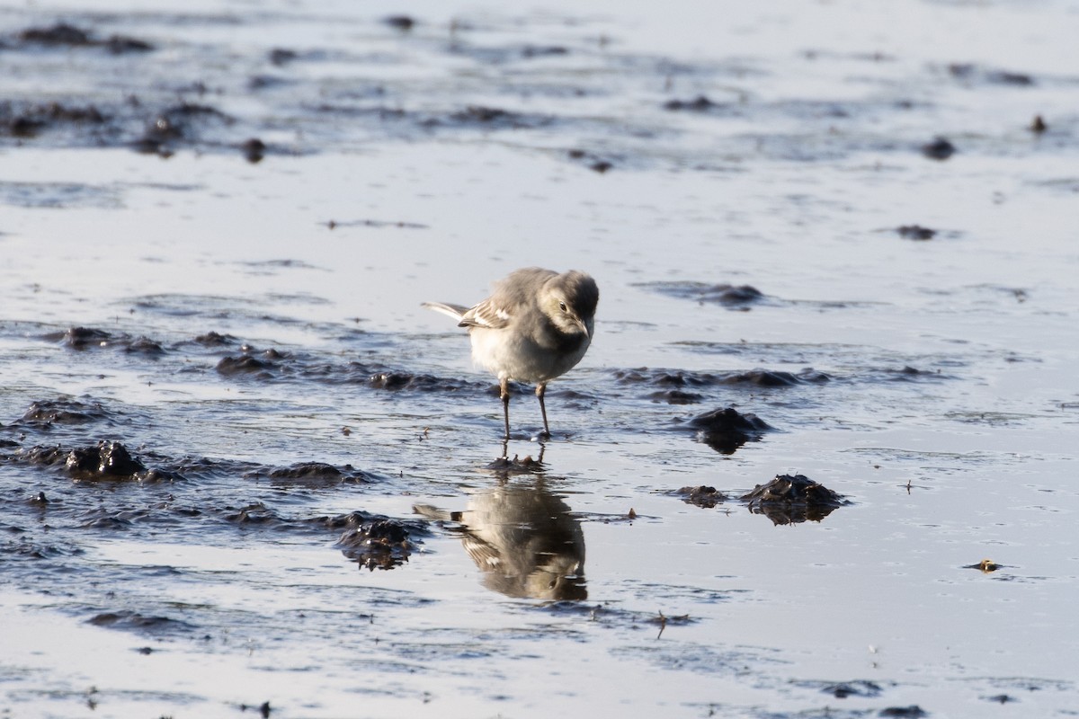 White Wagtail - ML620529898