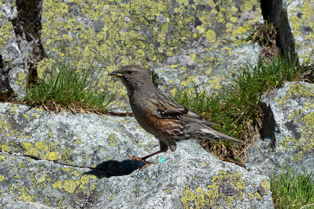 Alpine Accentor - ML620529899