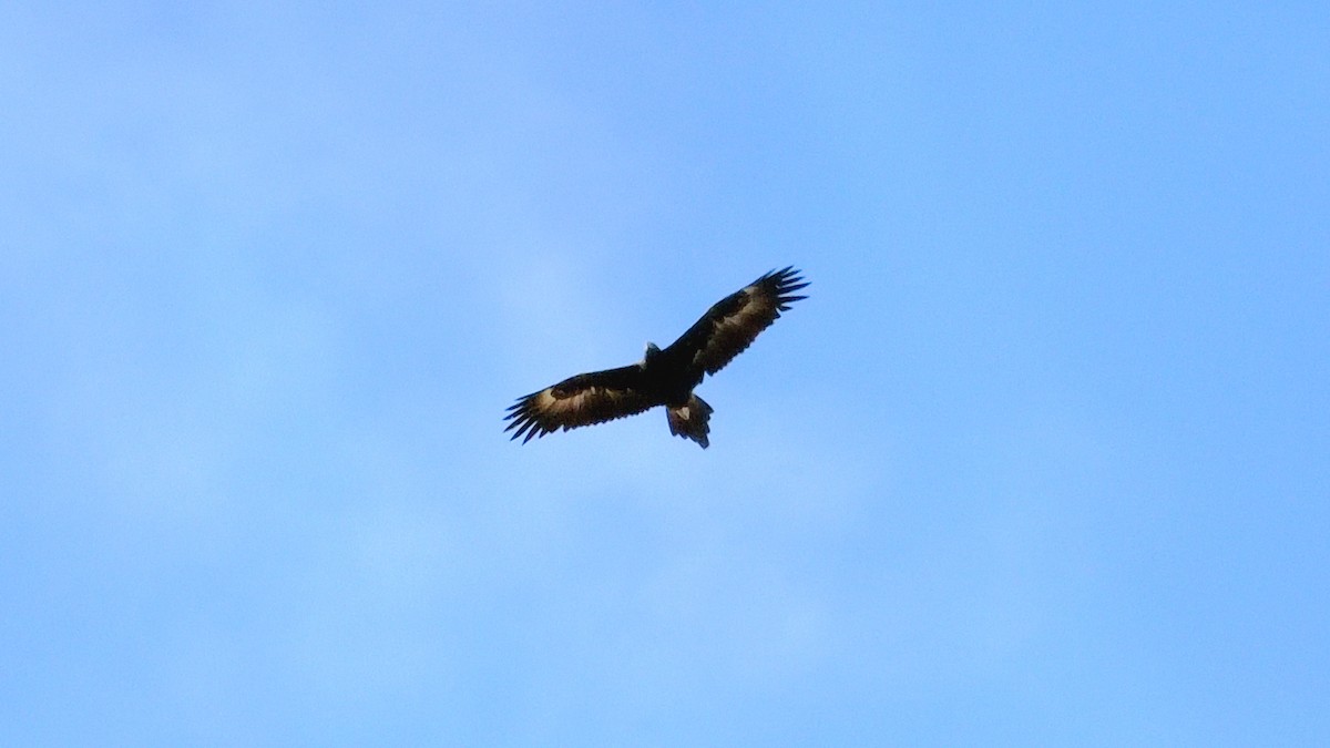 Wedge-tailed Eagle - ML620529900