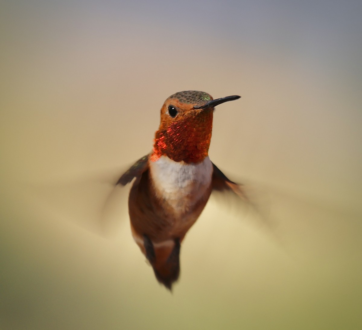 Allen's Hummingbird - Tom Uslan