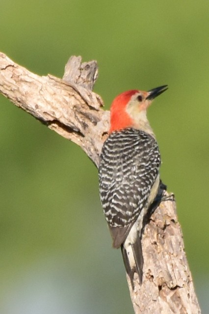 Red-bellied Woodpecker - ML620529903