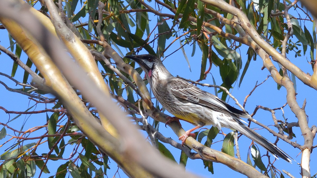 Red Wattlebird - ML620529910