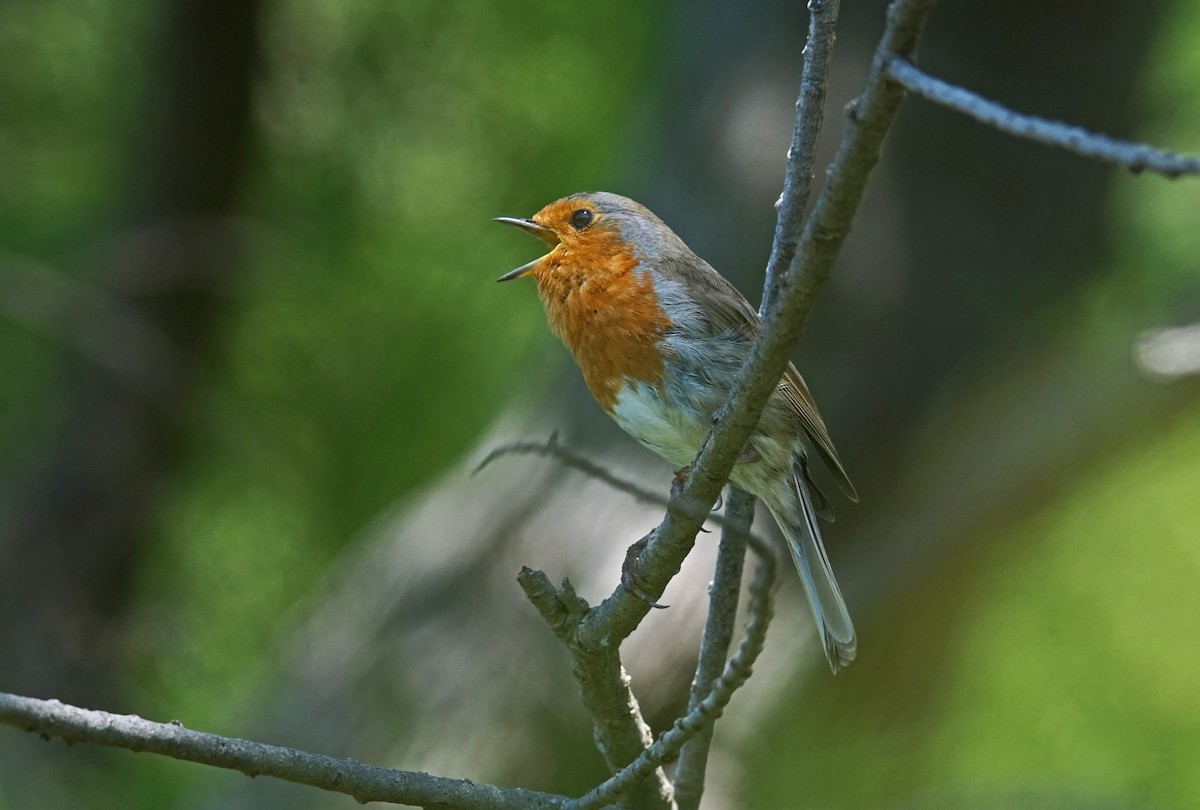 European Robin - ML620529913