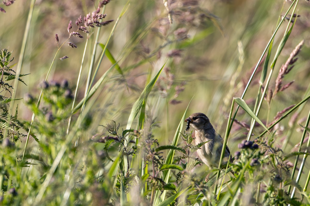 Moineau domestique - ML620529915