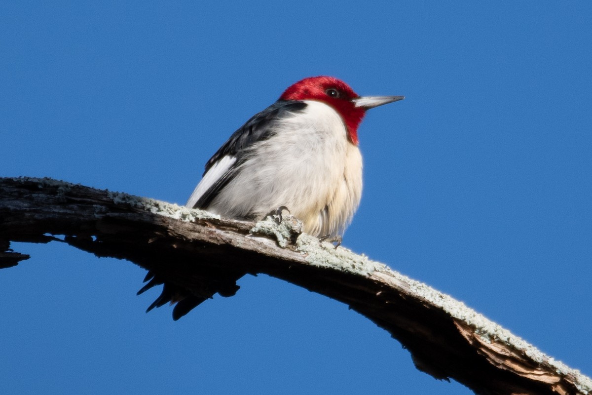 Red-headed Woodpecker - ML620529917