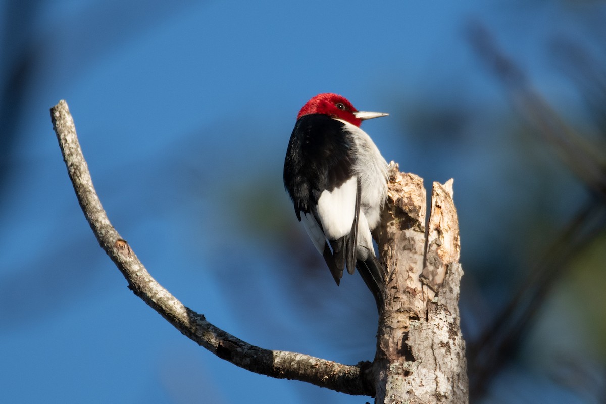 Red-headed Woodpecker - ML620529918