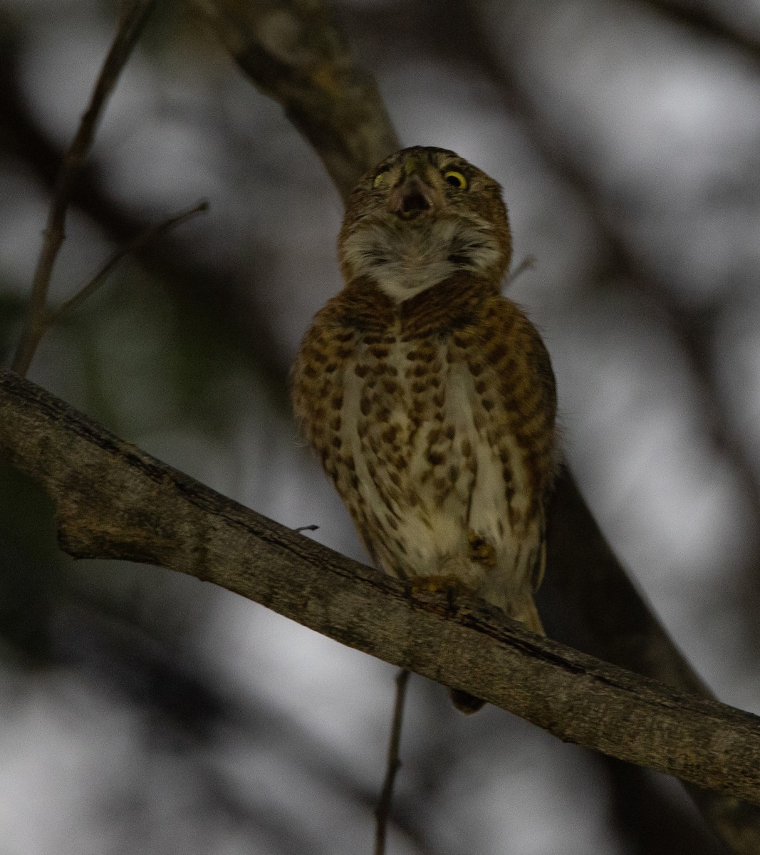 Cuban Pygmy-Owl - ML620529928