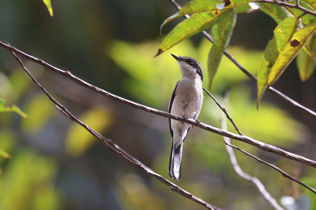 Bar-winged Flycatcher-shrike - ML620529930