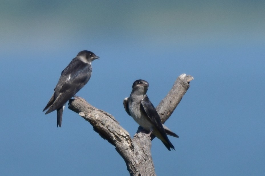 Golondrina Purpúrea - ML620529931