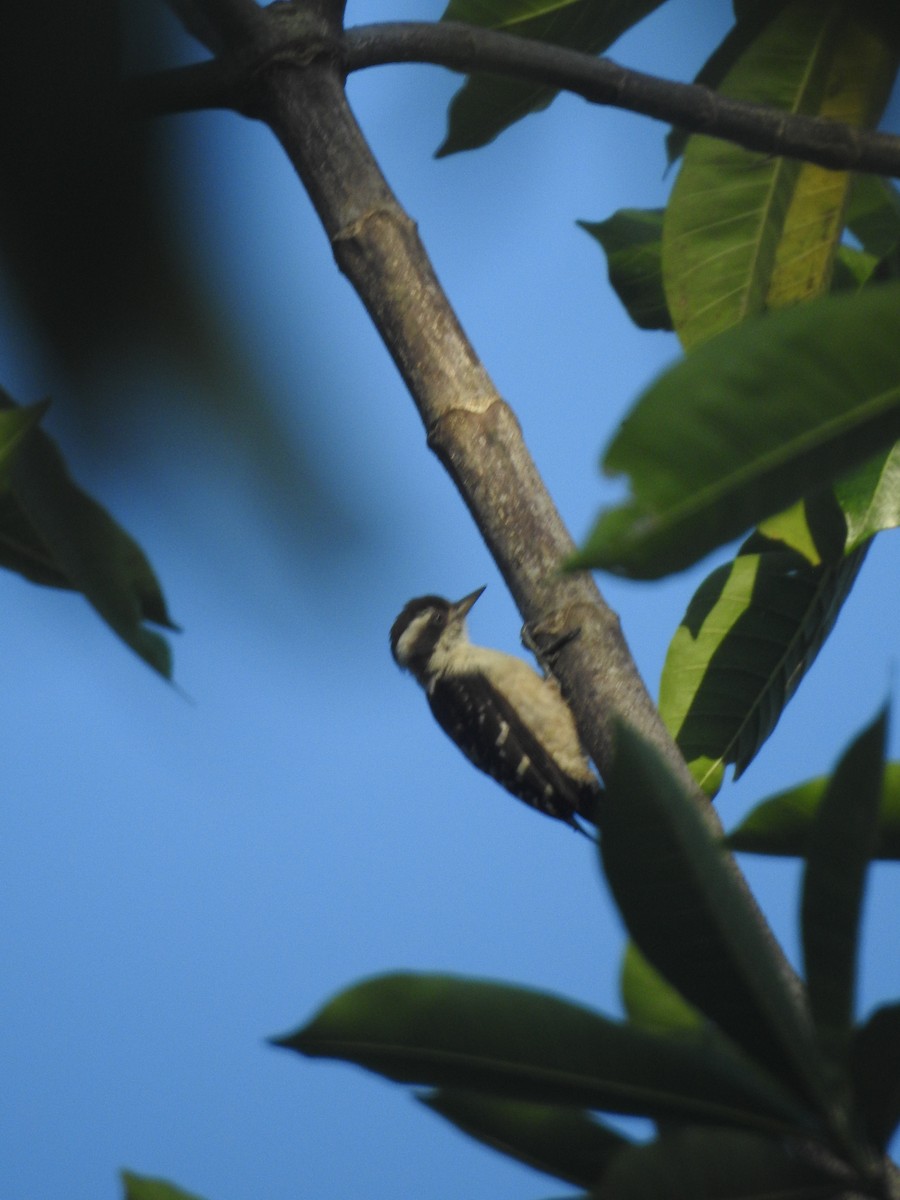 Brown-capped Pygmy Woodpecker - ML620529935