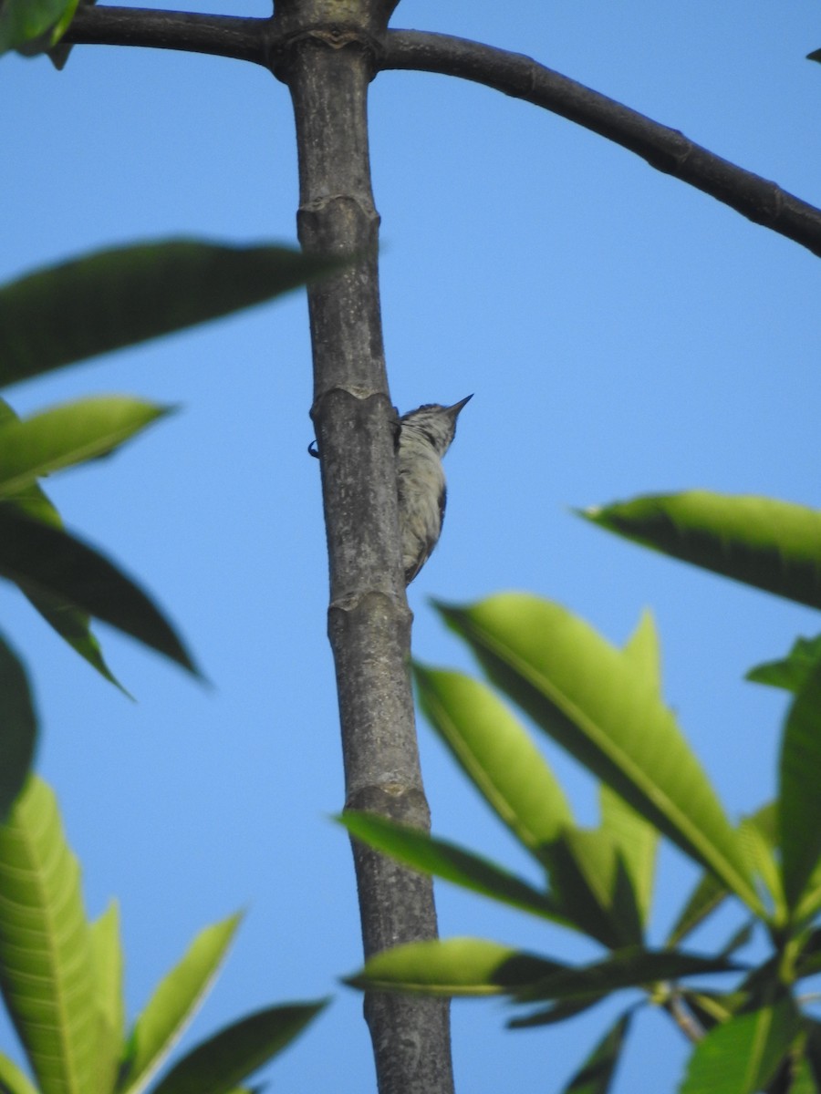 Brown-capped Pygmy Woodpecker - ML620529936