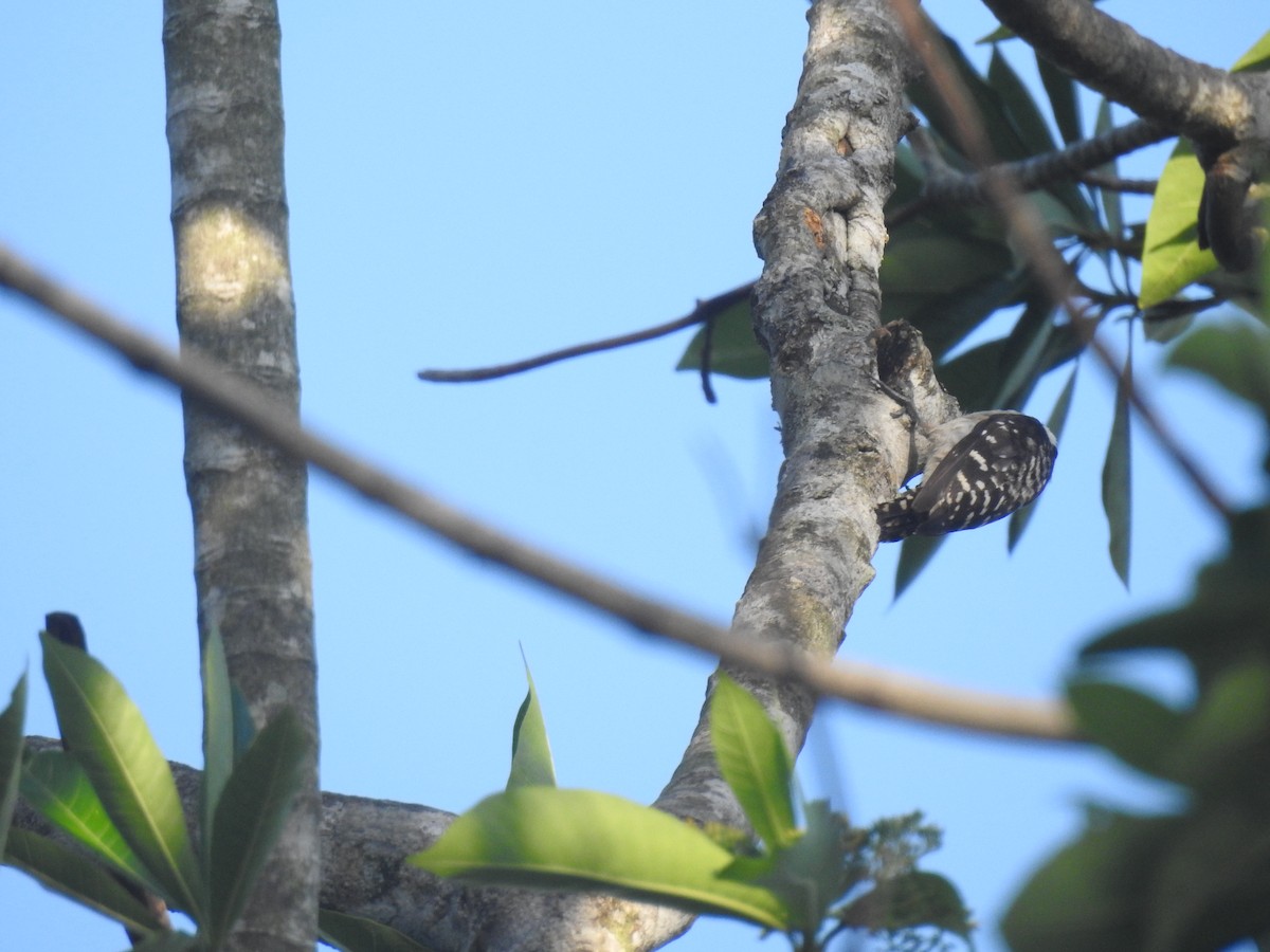 Brown-capped Pygmy Woodpecker - ML620529937